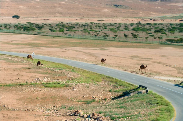 Strada nel deserto dell'Oman — Foto Stock