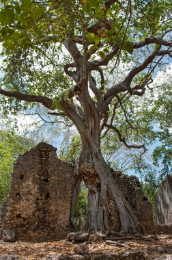 gede, Kenya, Afrika şehri malindi yakınındaki kalıntıları