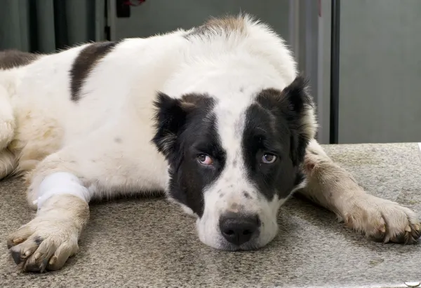 Nemocný pes na veterinární klinice — Stock fotografie