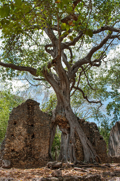 Remains of Gede, near the town Malindi in Kenya, Africa