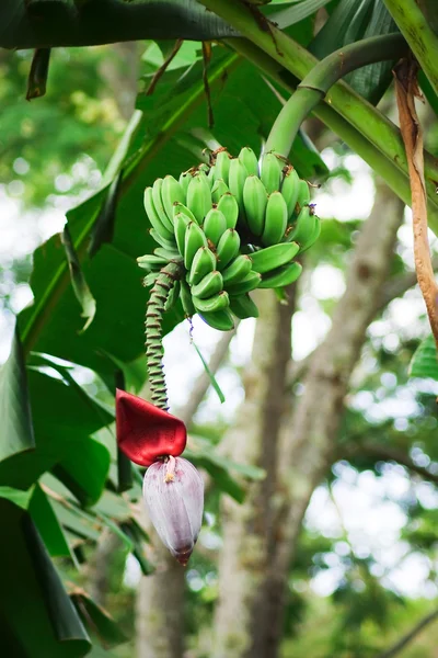 Banana bunch (Musa acuminata) — Stock Photo, Image