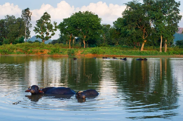 Buffalo zwemmen in een vijver, khajuraho, india. — Stockfoto