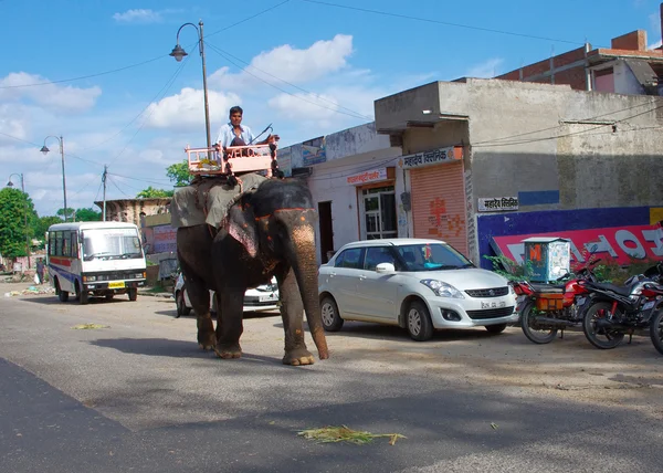 Elephant carry driver on street — Stock Photo, Image