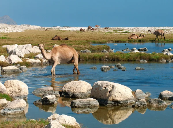 Wielbłądy na plaży, oman, Bliski Wschód — Zdjęcie stockowe