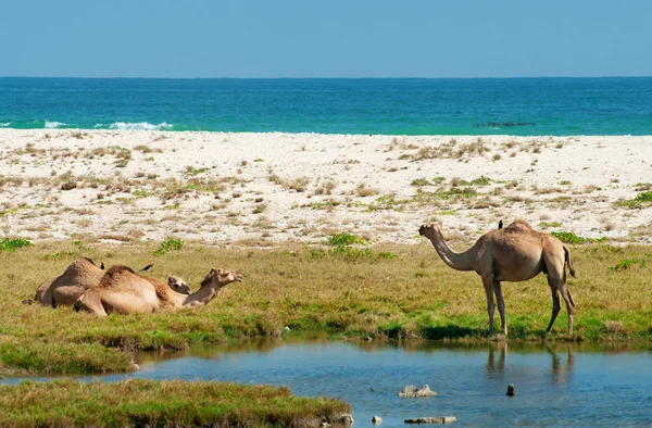 Cammelli sulla spiaggia, Oman, Medio Oriente — Foto Stock