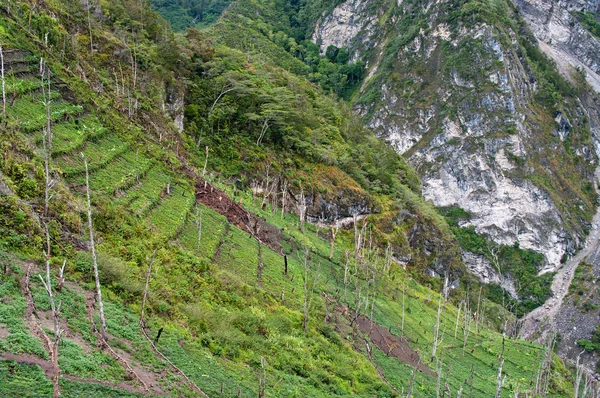 Jardins dans les montagnes de l'île de Nouvelle-Guinée — Photo