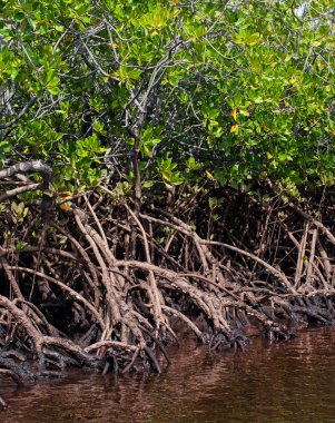 Mangrove Ormanı