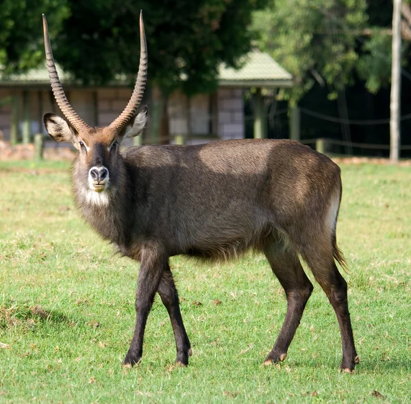 Antilop (Kobus ellipsiprymnus)-Gyűrűsfarkú víziantilop — Stock Fotó