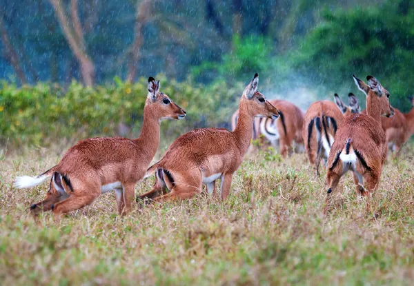 Vilda impala antiloper under ett regn, Afrikansk savann — Stockfoto