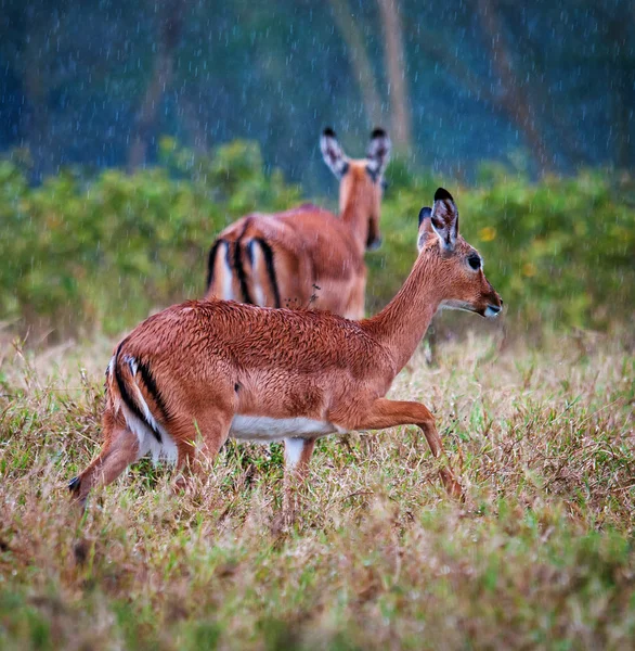 Antílopes salvajes de Impala durante una lluvia, sabana africana — Foto de Stock
