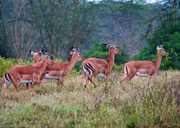 Antilopi di Impala selvatica durante una pioggia, savana africana — Foto Stock