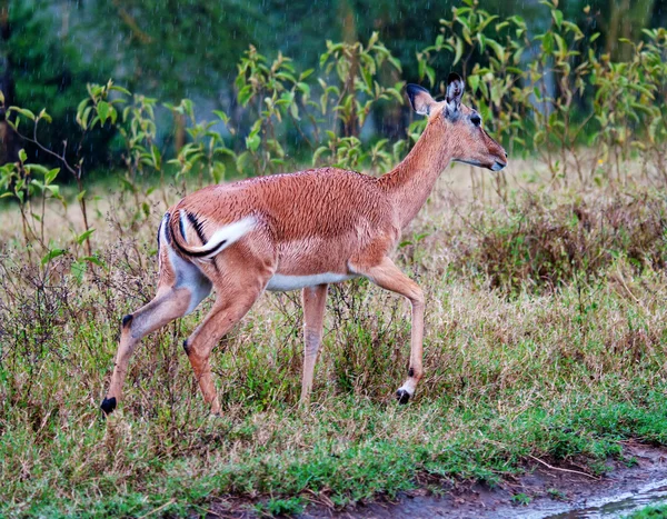 Vilda impala antiloper under ett regn, Afrikansk savann — Stockfoto