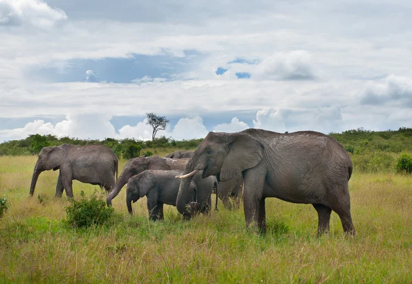 Ελέφαντες — Φωτογραφία Αρχείου
