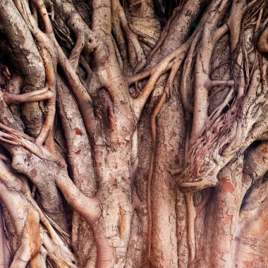 tropikal banyan tree (ficus benghalensis)