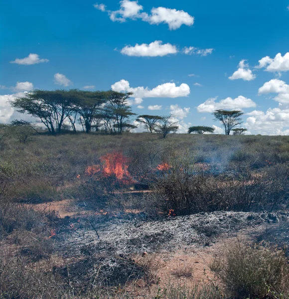 Wildfire in African savanna — Stock Photo, Image