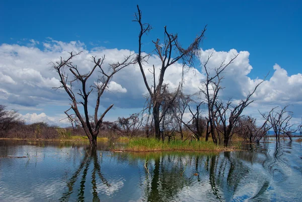 Затоплена дерева на озері baringo — стокове фото