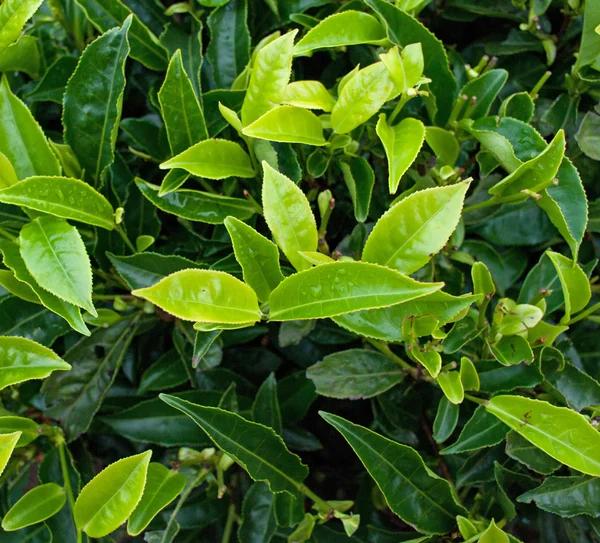 Полезный зеленый чай — стоковое фото