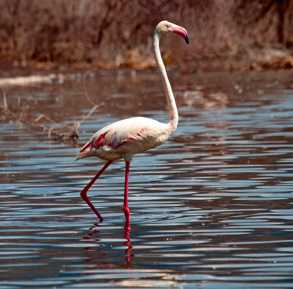 Afryki flamingi nad jeziorem — Zdjęcie stockowe