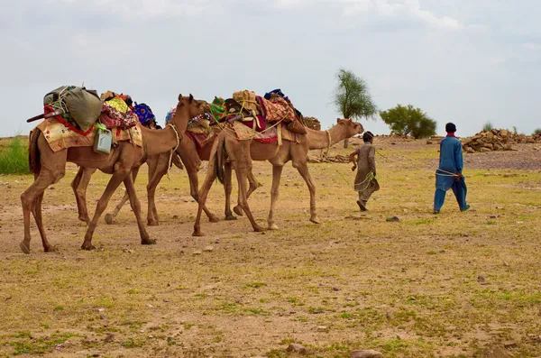 Cameleer in woestijn — Stockfoto