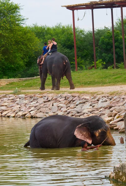 Elefant simning — Stockfoto