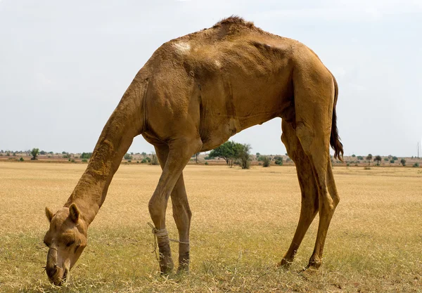 Cammelli che mangiano erba nel deserto — Foto Stock