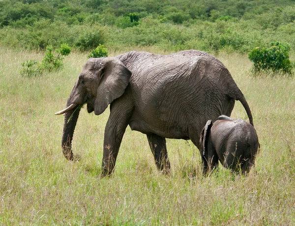 Elephants — Stock Photo, Image