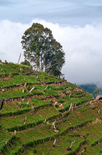 Gardens in the mountains at island New Guinea — Stock Photo, Image