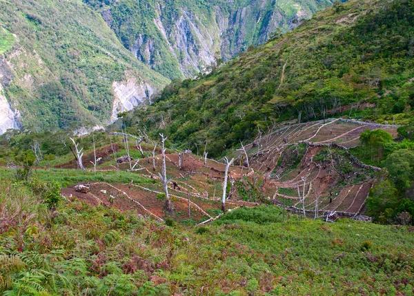 Gardens in the mountains at island New Guinea — Stock Photo, Image