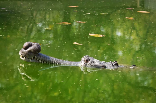 Gavial. — Fotografia de Stock