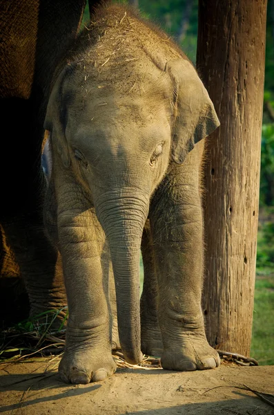 Centro di Allevamento Elefanti a Chitwan — Foto Stock