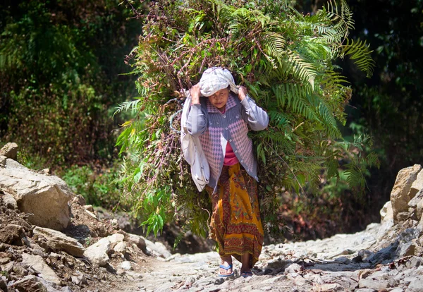 Непальская женщина с тяжёлым грузом — стоковое фото