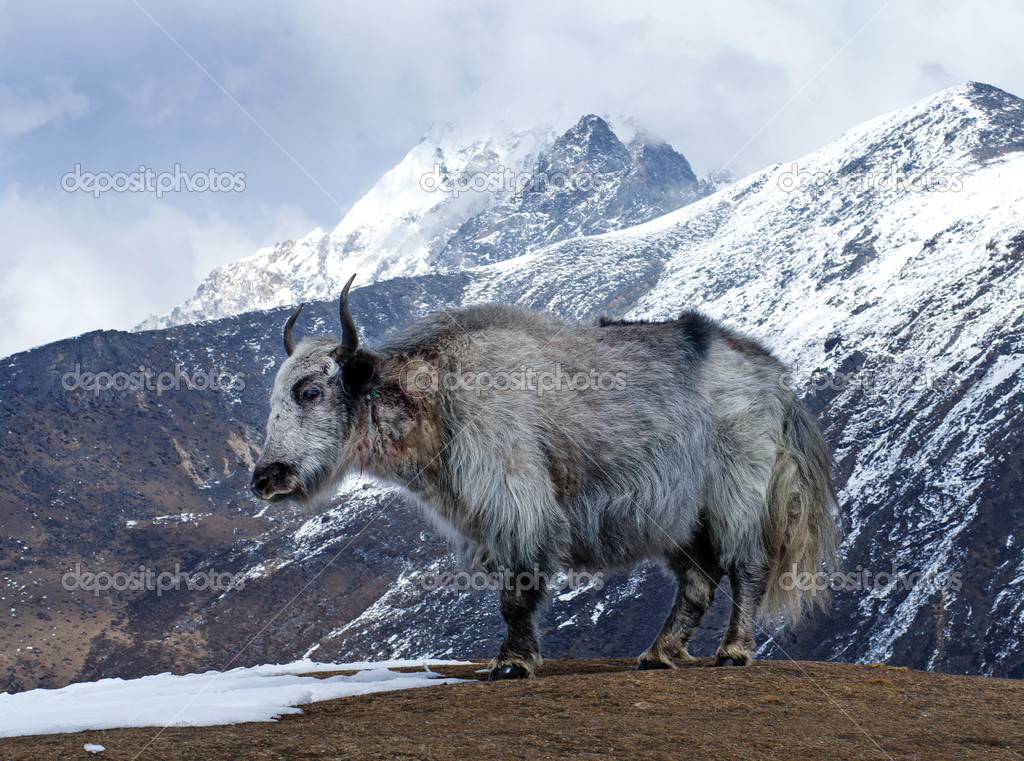 Yak in the mountains