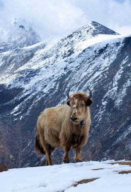 Yak in montagnadağlarda yak