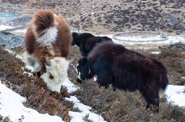 Yak v horách — Stock fotografie