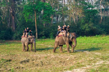 Elephant Safari in Chitwan , Nepal clipart