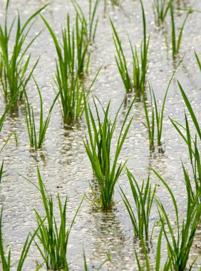 pirinç pirinç alanında büyüyor