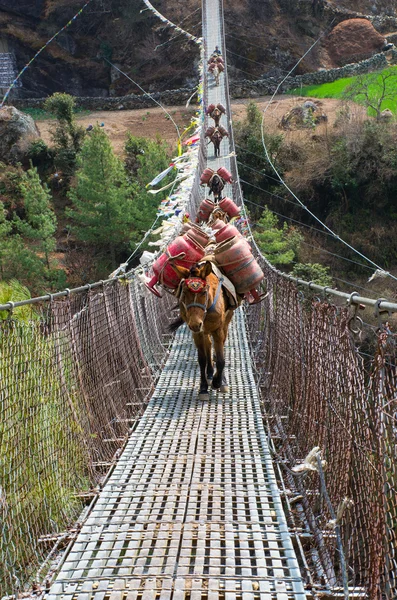 Caravane d'ânes dans les montagnes sur le pont, Népal — Photo