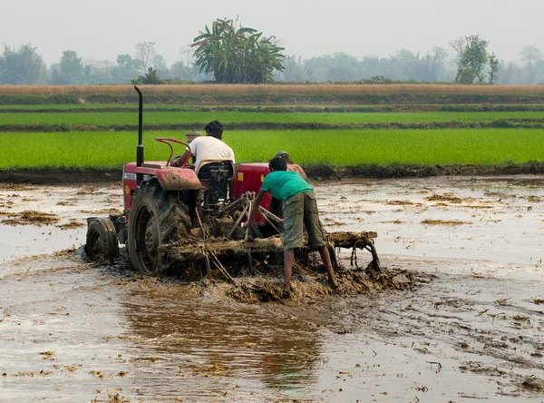 Tractor arando un campo de arroz en Chitvan, Nepal —  Fotos de Stock