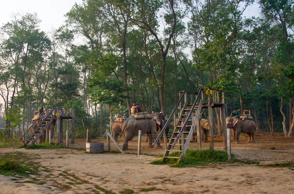 Safari con elefanti a Chitwan, Nepal — Foto Stock