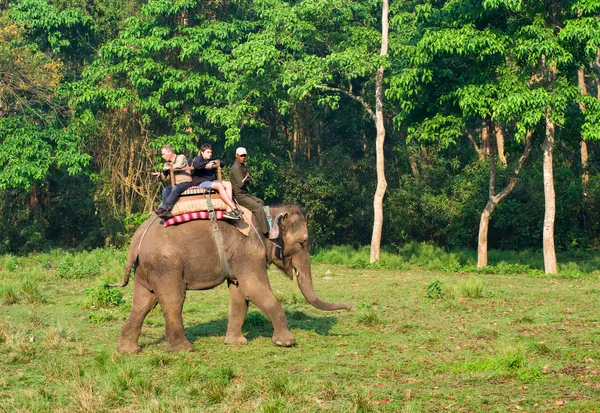 Safari éléphant à Chitwan, Népal — Photo