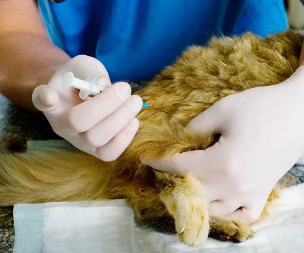 Veterinární lékař dělá injekce kočka — Stock fotografie