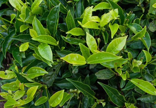 Green tea bud and fresh leaves. Tea plantations. — Stock Photo, Image