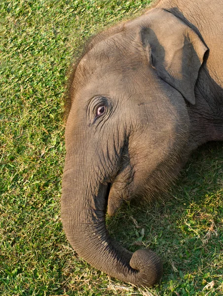 Centro di Allevamento Elefanti a Chitwan — Foto Stock