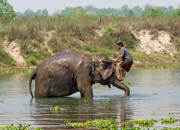 Elefante nadando —  Fotos de Stock