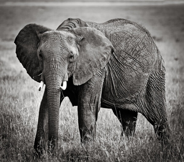 Elephants in maasai mara national park, Kenya.