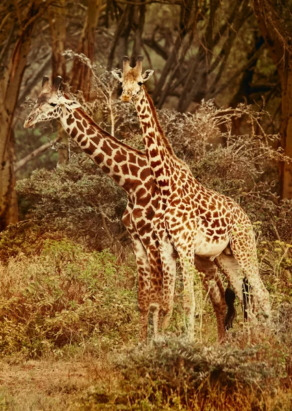 Wild Giraffes in the savanna — Stock Photo, Image