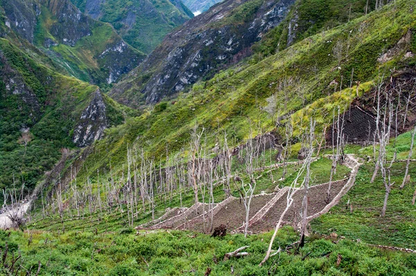 Gardens in the mountains at  island New Guinea — Stock Photo, Image