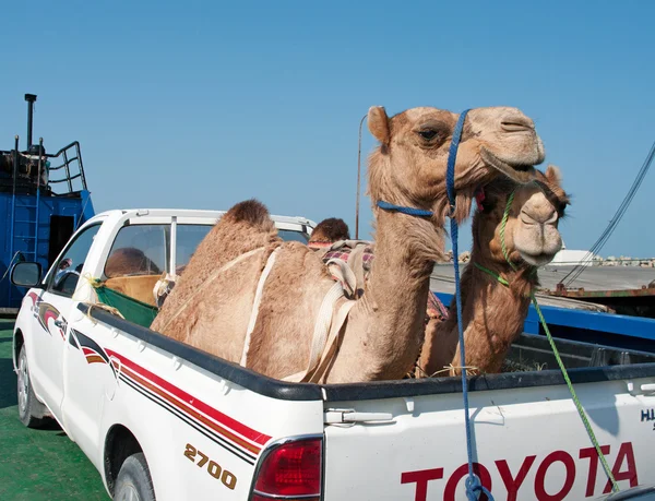Перевозка верблюдов — стоковое фото