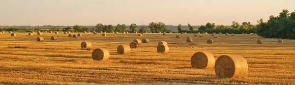 Hay-altın alan manzara içinde rulo
