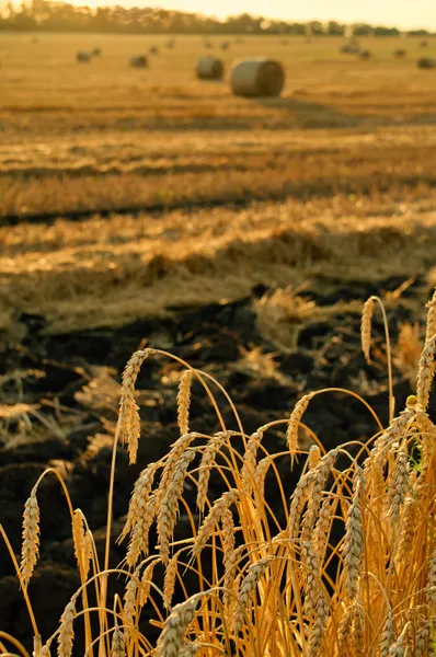 Goldenes Weizenfeld gegen Sonnenstrahlen — Stockfoto
